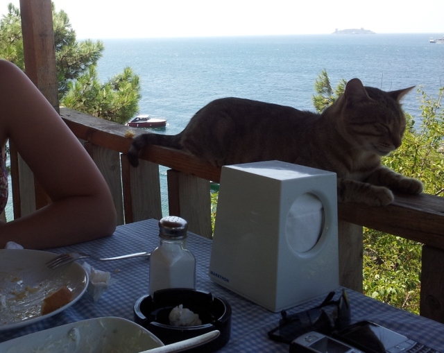 What's a seafood lunch without a random cat sitting by your side? 