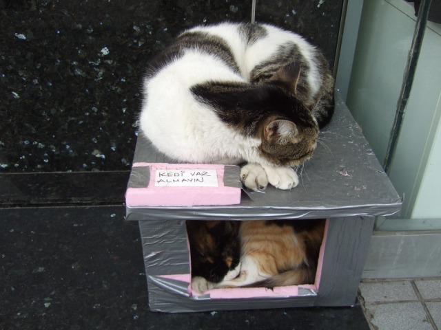 A shop owner made this cardboard house for their "adopted" kitty, which now serves as a double decker, apparently.